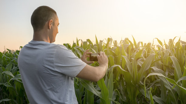 小企业主在向日葵地里检查他的产品质量。图片下载