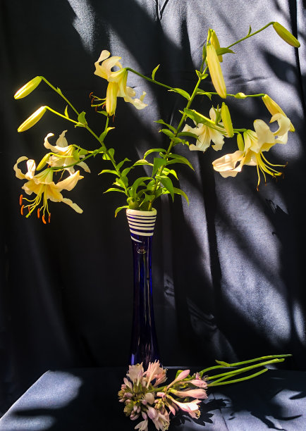 束百合花。图片下载