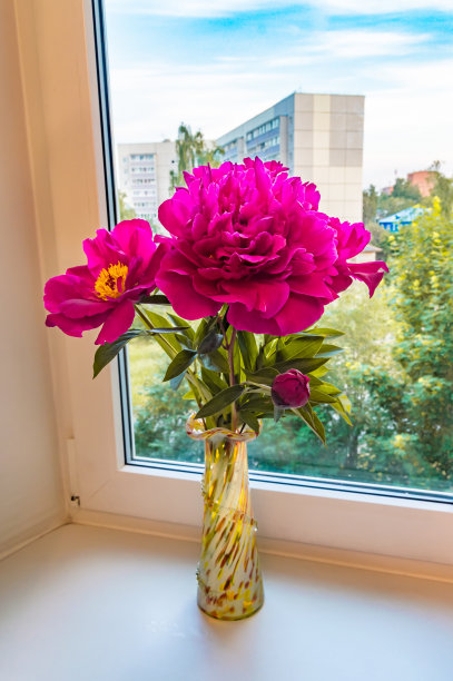窗台上花瓶里的一束牡丹的垂直照片图片下载