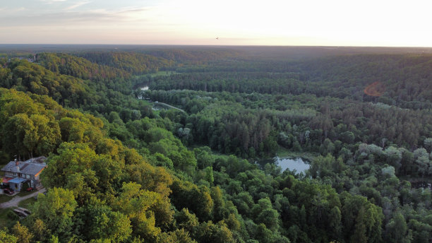 森林在日落时分图片下载
