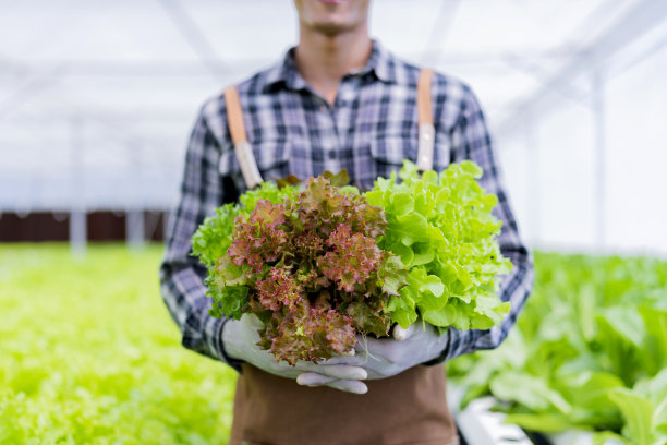 亚洲小企业主大棚水培农场业主手握新鲜蔬菜收获绿色产品与快乐，种植有机蔬菜和健康食品的概念图片下载