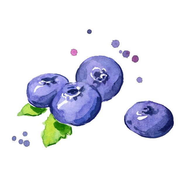 新鲜的蓝莓水彩画手绘图片下载