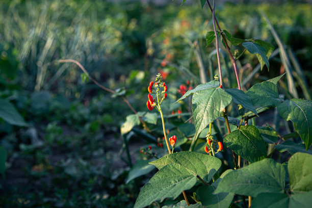 豆子花长在豆子上，甜豌豆花长在植物上。图片下载