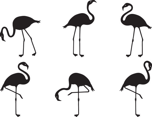 火烈鸟象征热带鸟类夏季动物图片下载