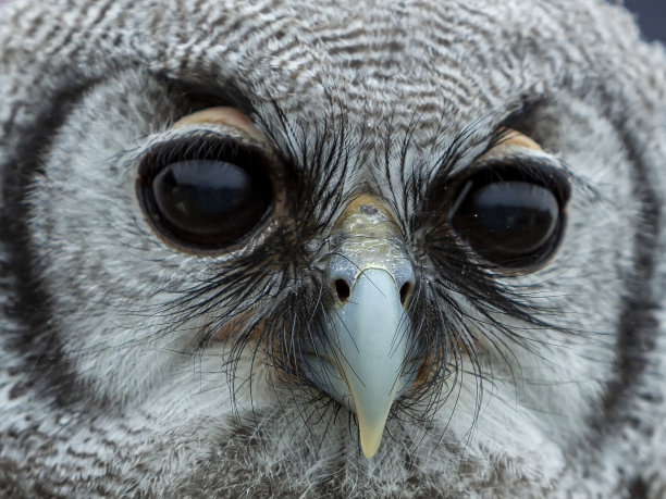 非洲鹰猫头鹰的眼睛和嘴:极端特写。图片下载