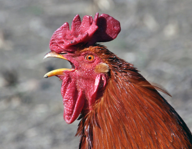 红公鸡的头图片下载