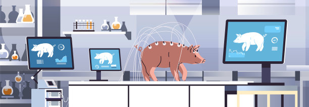 现代兽医诊所的实验猪图片下载