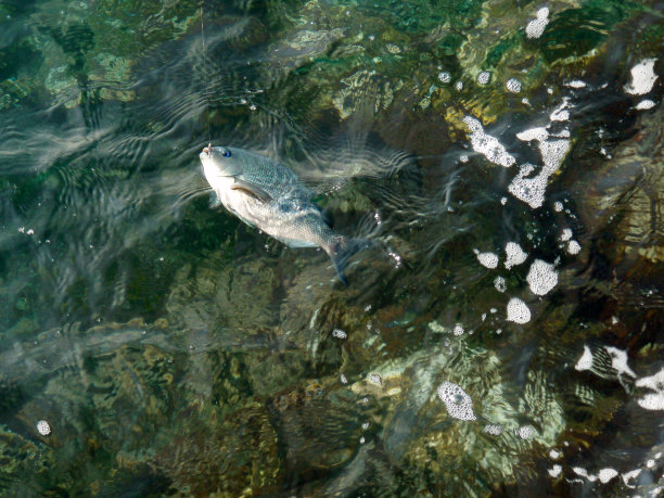 上钩的大型黑鱼(Mejina, Gure)，刚被捕获，就从岩石岸边垂钓。图片下载