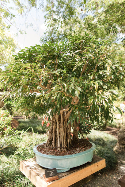 南佛罗里达宁静自然中的盆景树图片下载