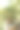 南佛罗里达宁静自然中的盆景树图片下载