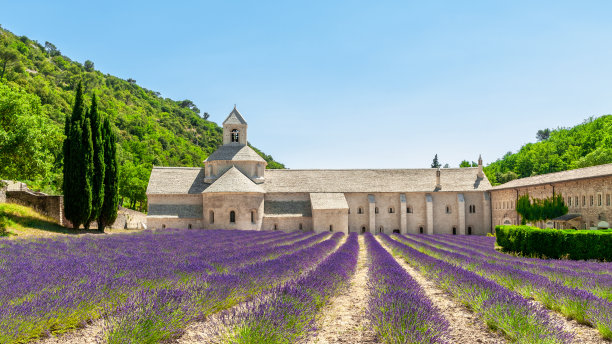 法国南部普罗旺斯，塞南克修道院的拉凡德油田图片下载