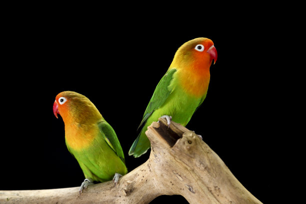 费舍尔的爱情鸟图片下载