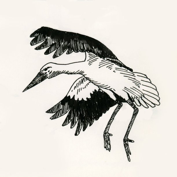 一只张开翅膀的鹳图片下载