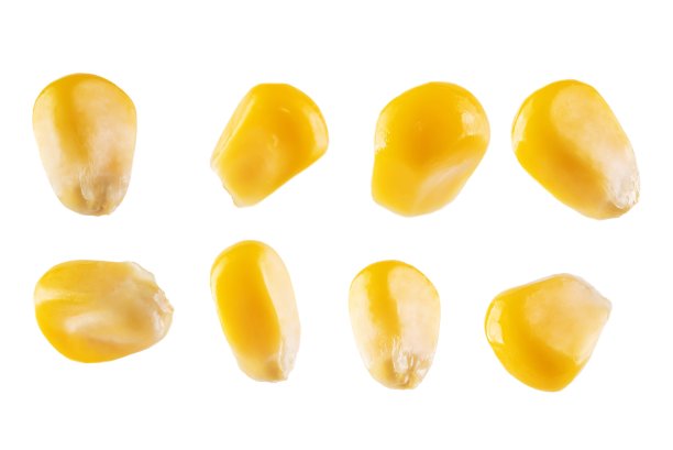 新鲜的玉米粒在白色孤立的背景图片下载