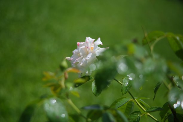 阴雨连绵的花图片下载