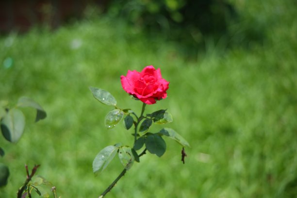 阴雨连绵的花图片下载