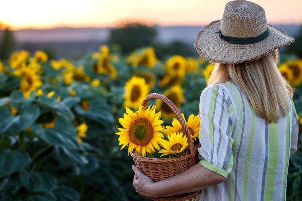 戴草帽的女人抱着柳条篮子和向日葵图片下载