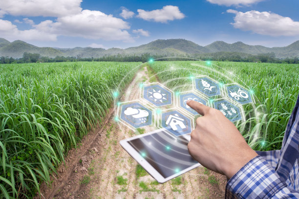 智能农场系统创新技术，农业管理，具有智能技术理念的手持智能手机。在甘蔗农场工作的亚洲男性农民收集数据进行研究。图片下载