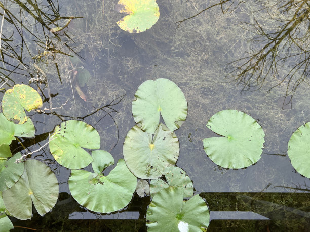 在清澈的湖中俯瞰睡莲图片下载