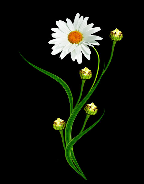 雏菊花孤立在黑色背景图片下载