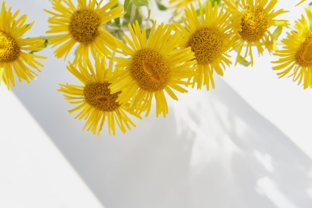 夏天花组成。一束黄色的野生草甸花在阳光下的白色桌子上。图片下载