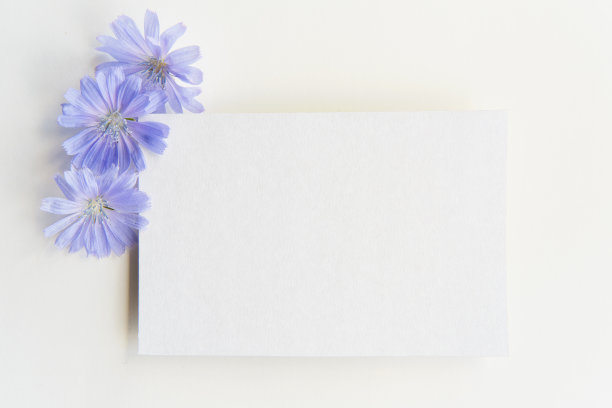 夏天的静物画。欢迎白色背景的模拟场景。白纸，菊苣花头图片下载