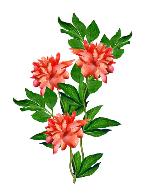 牡丹花孤立在白色背景图片下载