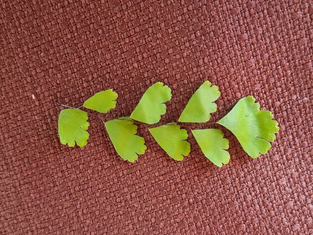 蕨叶:铁线蕨植物的精致的扇形叶节上侧面或正面(ADET)。图片下载