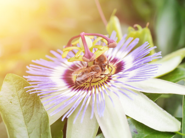 蜜蜂从花中采集花蜜。昆虫生活在野外。季节性生产蜂蜜。昆虫的宏观世界。特写照片。夏天的明信片图片下载