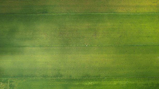 马来西亚吉打和佩里斯的稻田图片下载