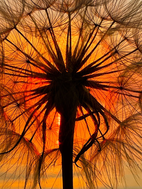 日落通过蒲公英图片下载