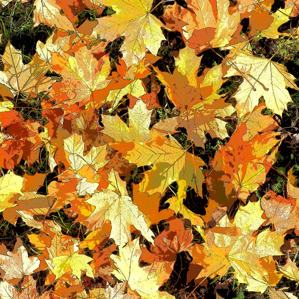 枫叶的背景。“印第安夏”指的是一段异常温暖、干燥的天气。许多美丽多彩的枫叶躺在草地上。叶结构说明图片下载