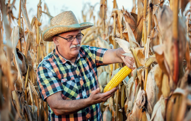 今年收成很好。玉米地里的农民。农业的概念图片下载