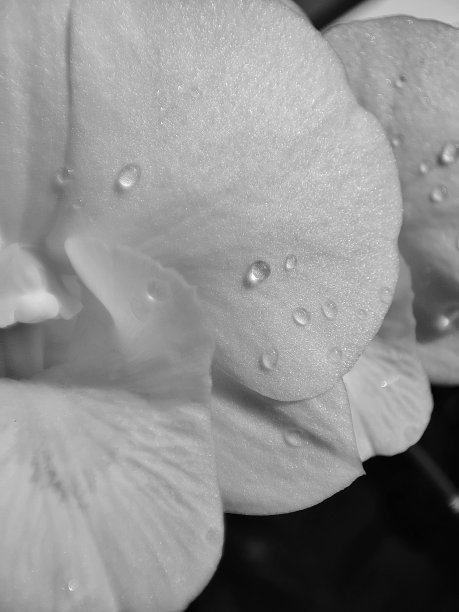 水滴在白色兰花上图片下载