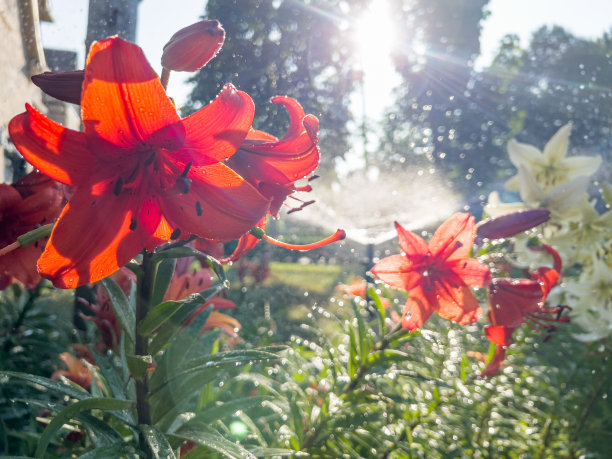 清晨洒水灌溉大院花坛图片下载