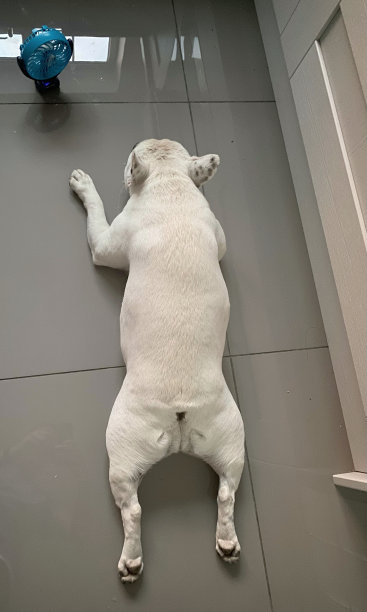 法国斗牛犬在大热天用风扇在厨房地板上降温图片下载