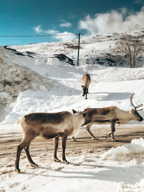 冬天，挪威北部的驯鹿在雪地里吃草图片下载