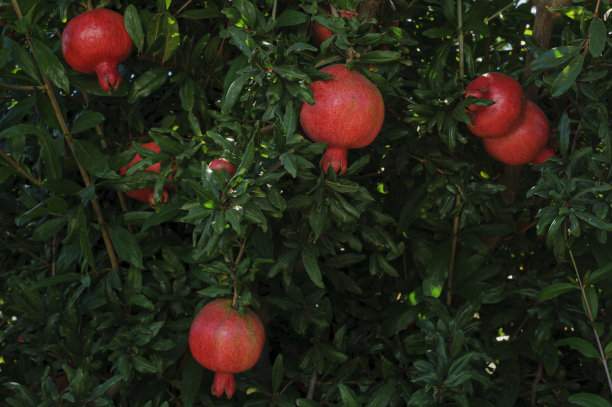 树上成熟的石榴特写图片下载