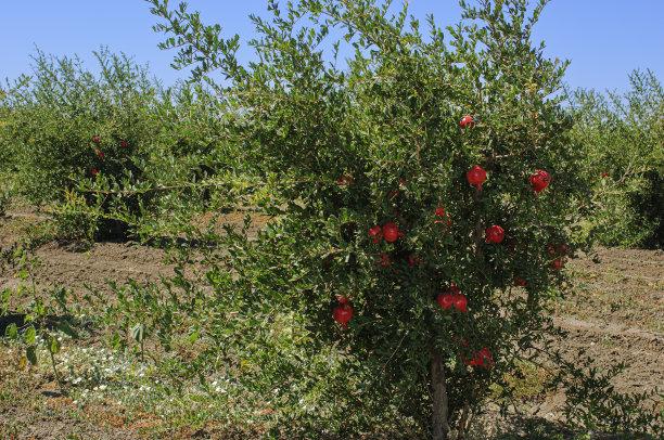 果树上的成熟石榴果园图片下载