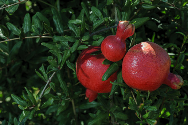 树上成熟的石榴特写图片下载