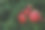 树上成熟的石榴特写图片下载