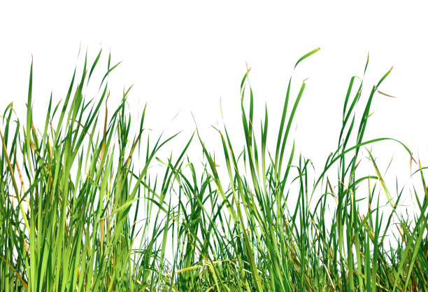 长绿草和芦苇孤立在白色背景与复制空间图片下载