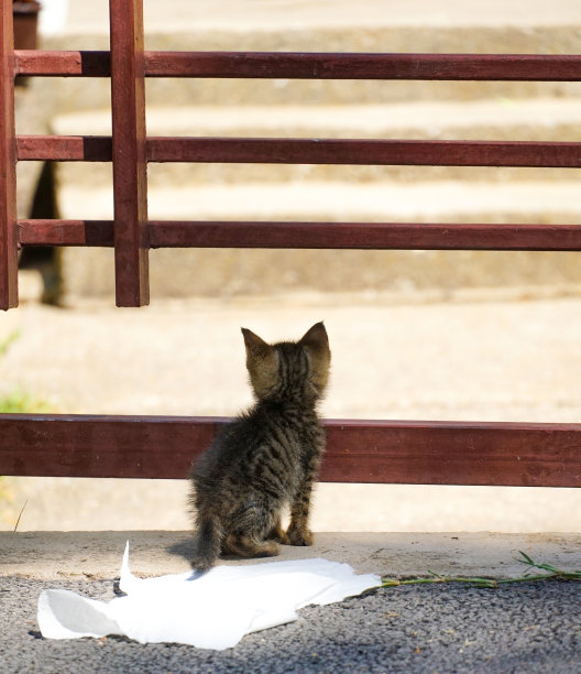 流浪的悲伤小猫在街上。保护流浪动物的概念图片下载