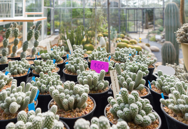 在苗圃中培植的地下蒲桃和蛇床子。图片下载