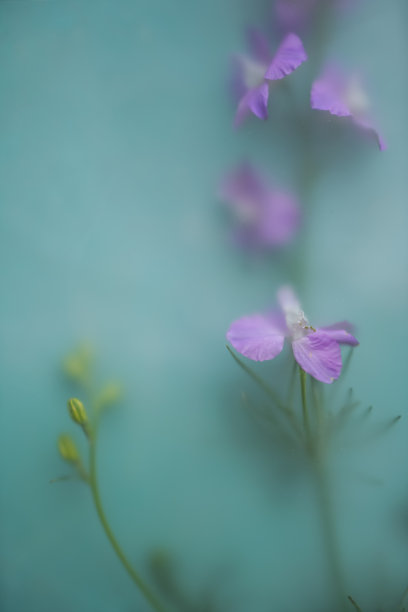 微小的紫罗兰花在蓝色背景软滤镜效果。模糊的花卉背景添加文字图片下载