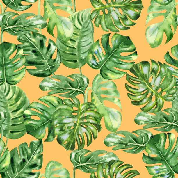 Monstera叶子无缝水彩图案。绿色的热带树叶无尽的手绘背景。奇异的天然壁纸。纺织品和服装的印刷。图片下载