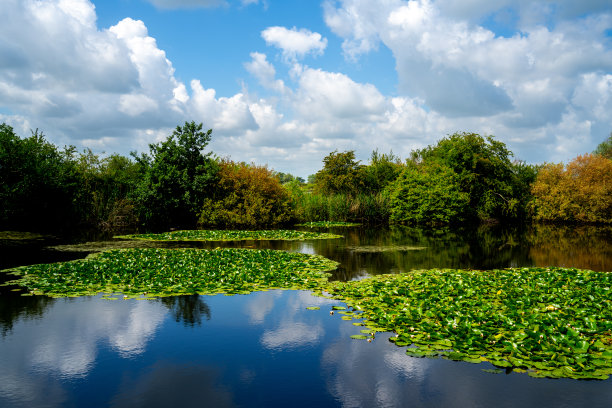 比利时西佛兰德斯一个自然保护区的池塘里有睡莲(睡莲)图片下载