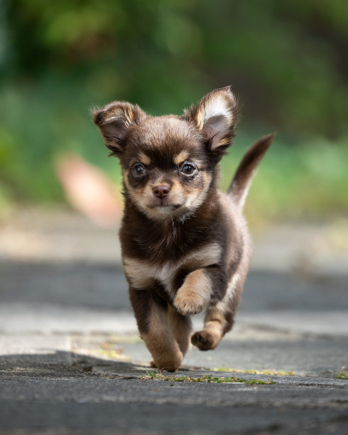 长毛吉娃娃小狗图片下载