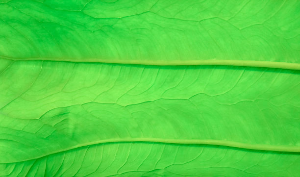 特写芋头叶脉纹理图片下载