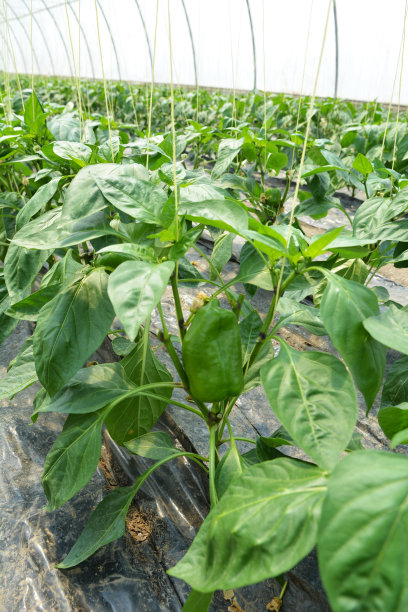 甜辣椒，生长在温室里图片下载